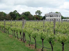 Wellington Martinborough